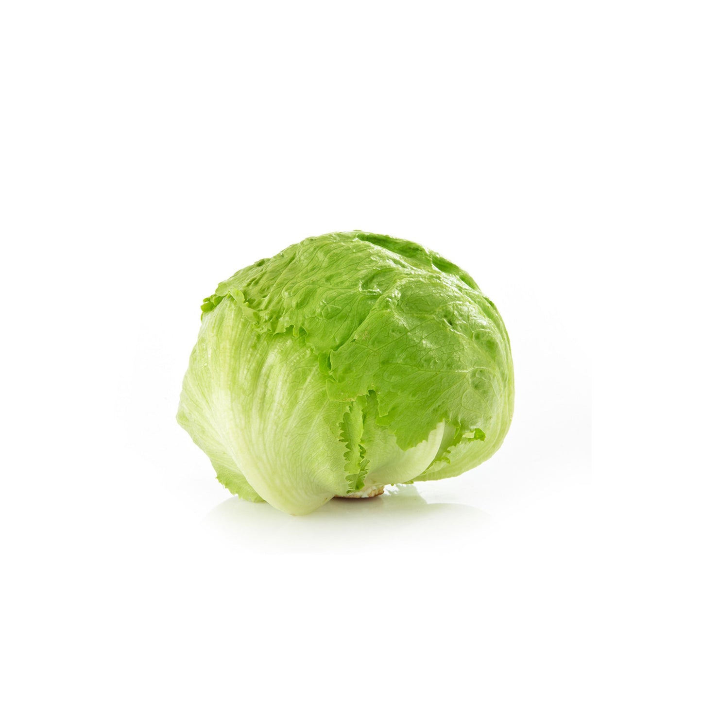 Iceberg Lettuce Head